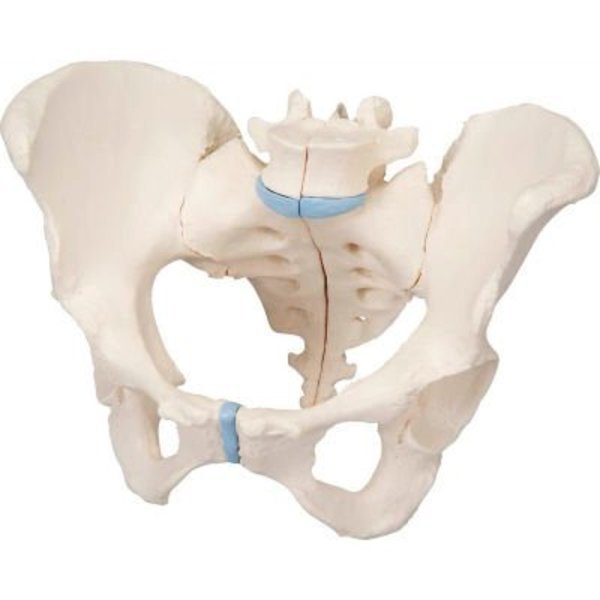 3B® Anatomical Model - Female Pelvis, 3-Part, Fabrication Enterprises, Mfr#: 976265